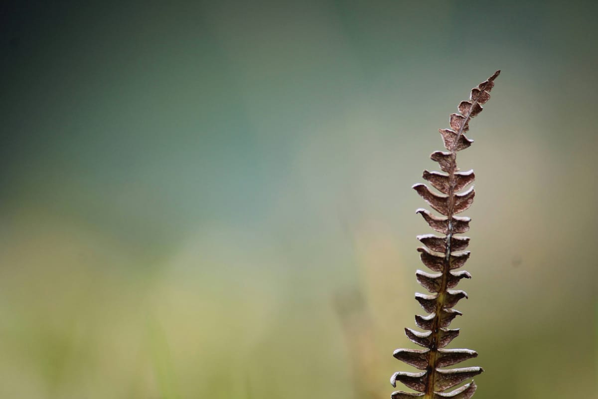 50 Pregnancy Journal Prompts