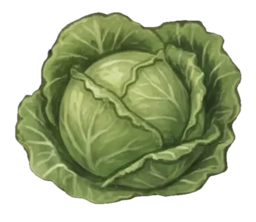 cabbage