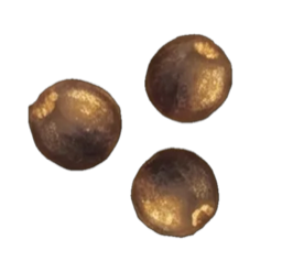 Week 3 of Pregnancy: Cells Are Rapidly Dividing