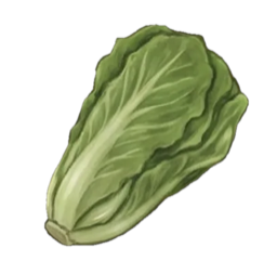 Week 36 of Pregnancy: Your Baby Is the Size of a Romaine