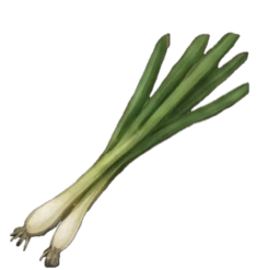scallion